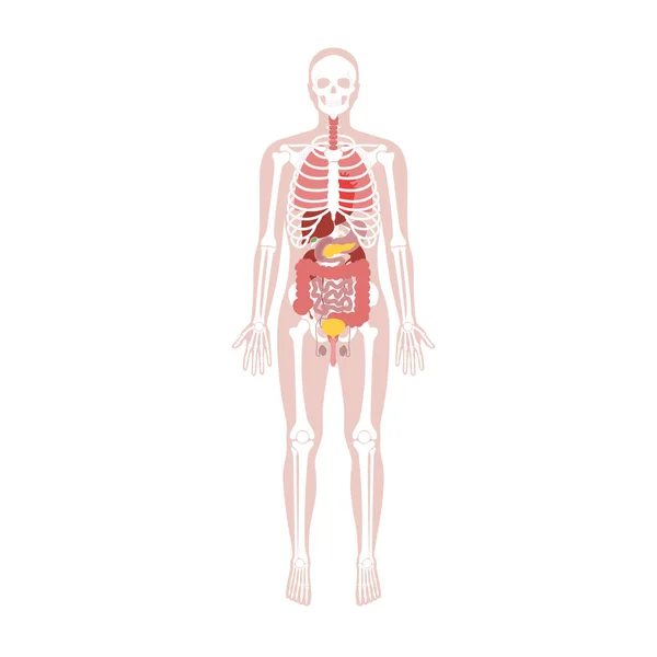 Homem humano esqueleto e órgãos internos anatomia —  Vetores de Stock