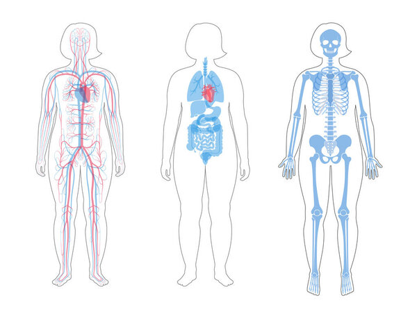 Внутренняя структура женского тела
.