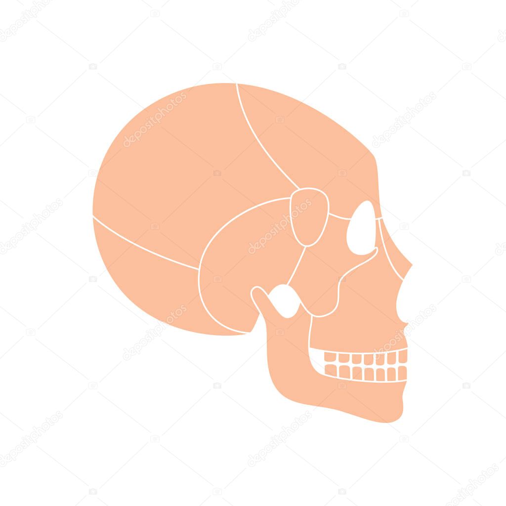 Human Skull Anatomy Flat Vector Medical Illustration Isolated Structure Of Facial Skeleton Profile With Main Parts Cranium Diagram With Part Bones Educational Science Poster Lateral Side View Premium Vector In