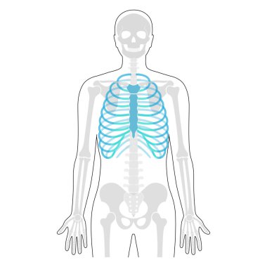 İnsan göğüs kafesi anatomisi