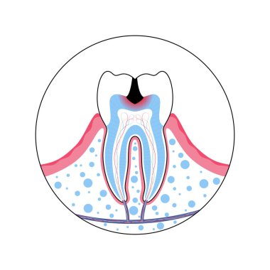 Dişin izole edilmiş vektör çizimi