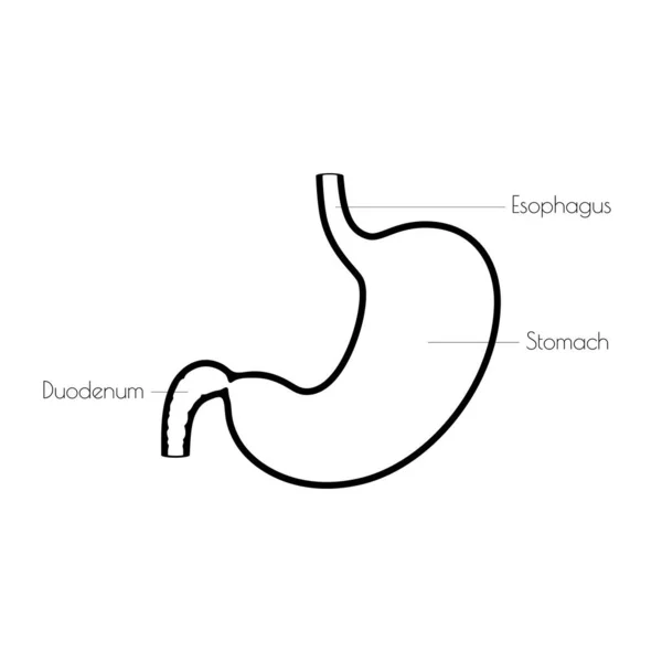 胃のベクトル分離イラスト — ストックベクタ