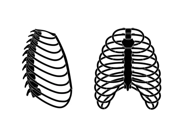 İnsan göğüs kafesi anatomisi — Stok Vektör