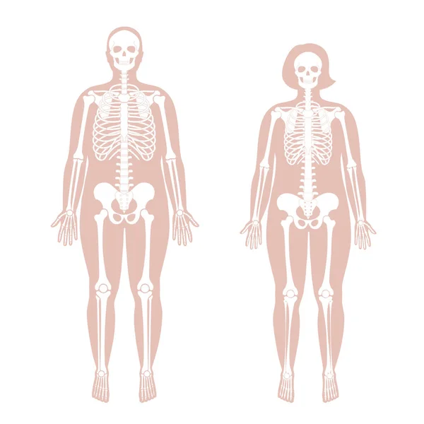 Anatomie des Skeletts von Frau und Mann — Stockvektor