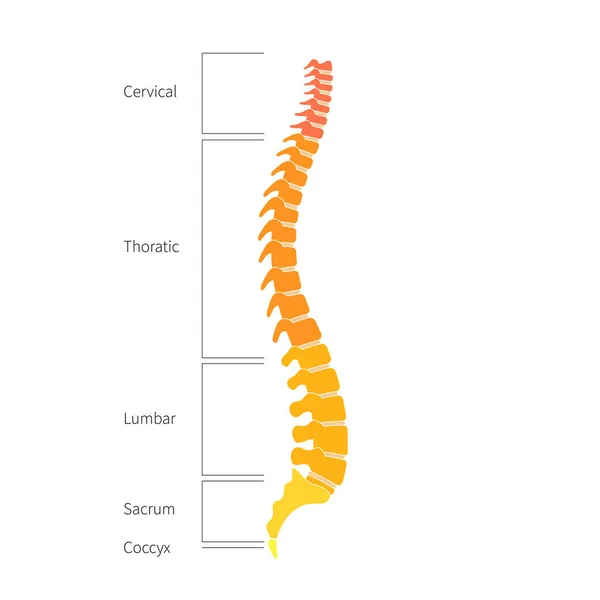 ヒトの脊椎構造解剖学 — ストックベクタ