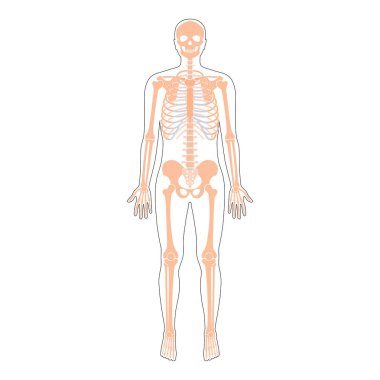 İnsan iskeleti anatomisi