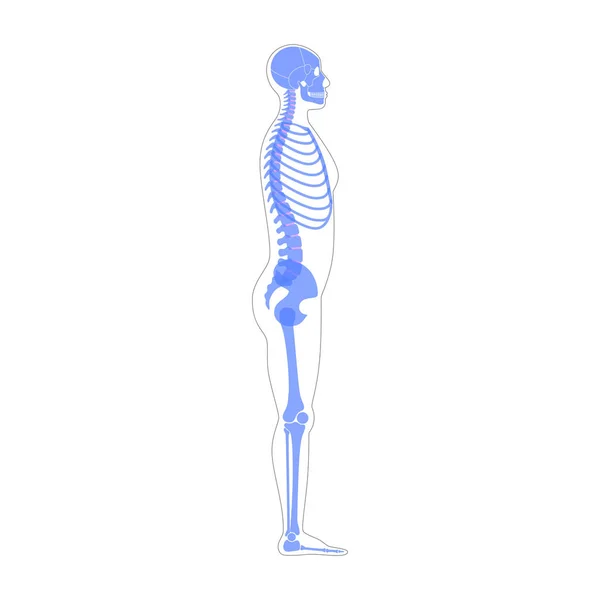 Människans skelett anatomi — Stock vektor
