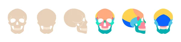 İnsan kafatası anatomisi — Stok Vektör