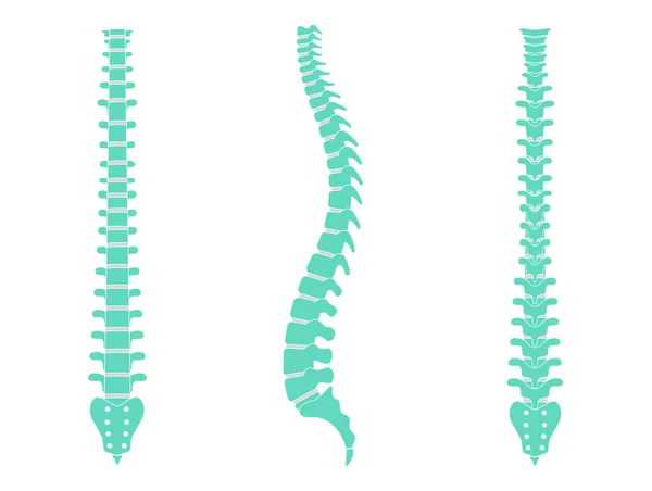 Ilustração vetorial da anatomia da coluna vertebral humana —  Vetores de Stock