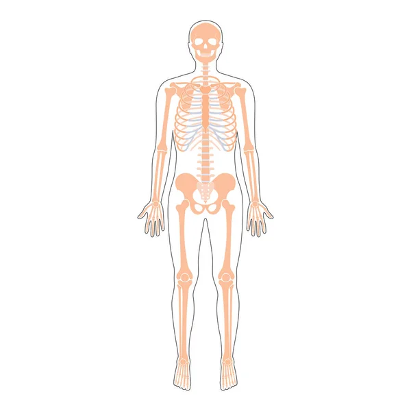 Anatomia do esqueleto humano — Vetor de Stock