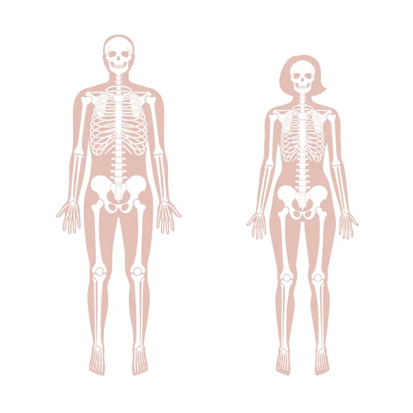 Mulher e homem esqueleto anatomia — Vetor de Stock