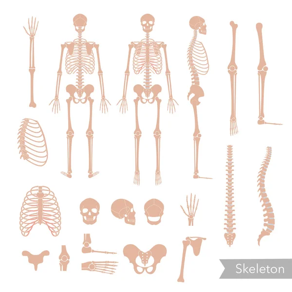 Anatomia do esqueleto humano — Vetor de Stock