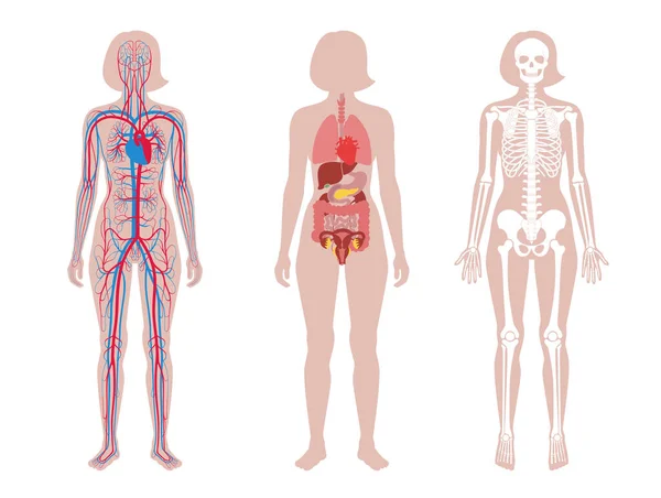 Estrutura interna do corpo da mulher . — Vetor de Stock