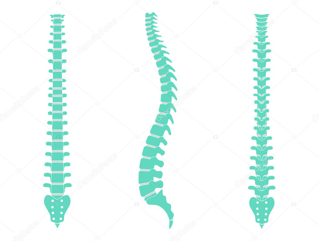 Human spine anatomy vector illustration