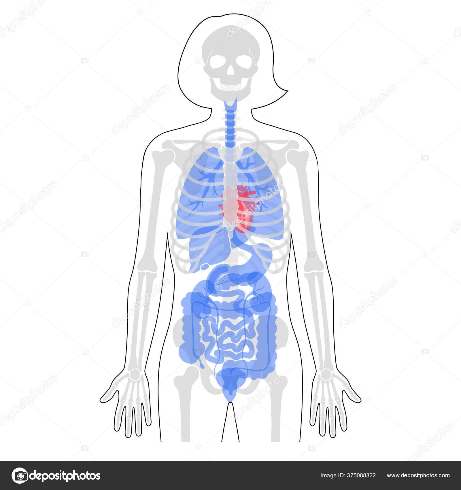 Internal organs, female body - schematic human anatomy illustration -  isolated vector on white background. Stock Vector