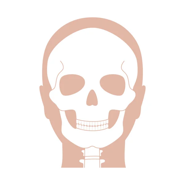 Human skull anatomy — Stock Vector