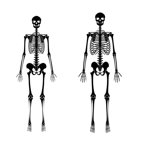 Mulher e homem esqueleto anatomia — Vetor de Stock