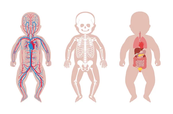 Internal structure of baby body. — Stock Vector