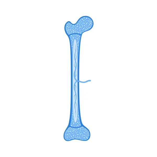 Anatomia óssea humana — Vetor de Stock