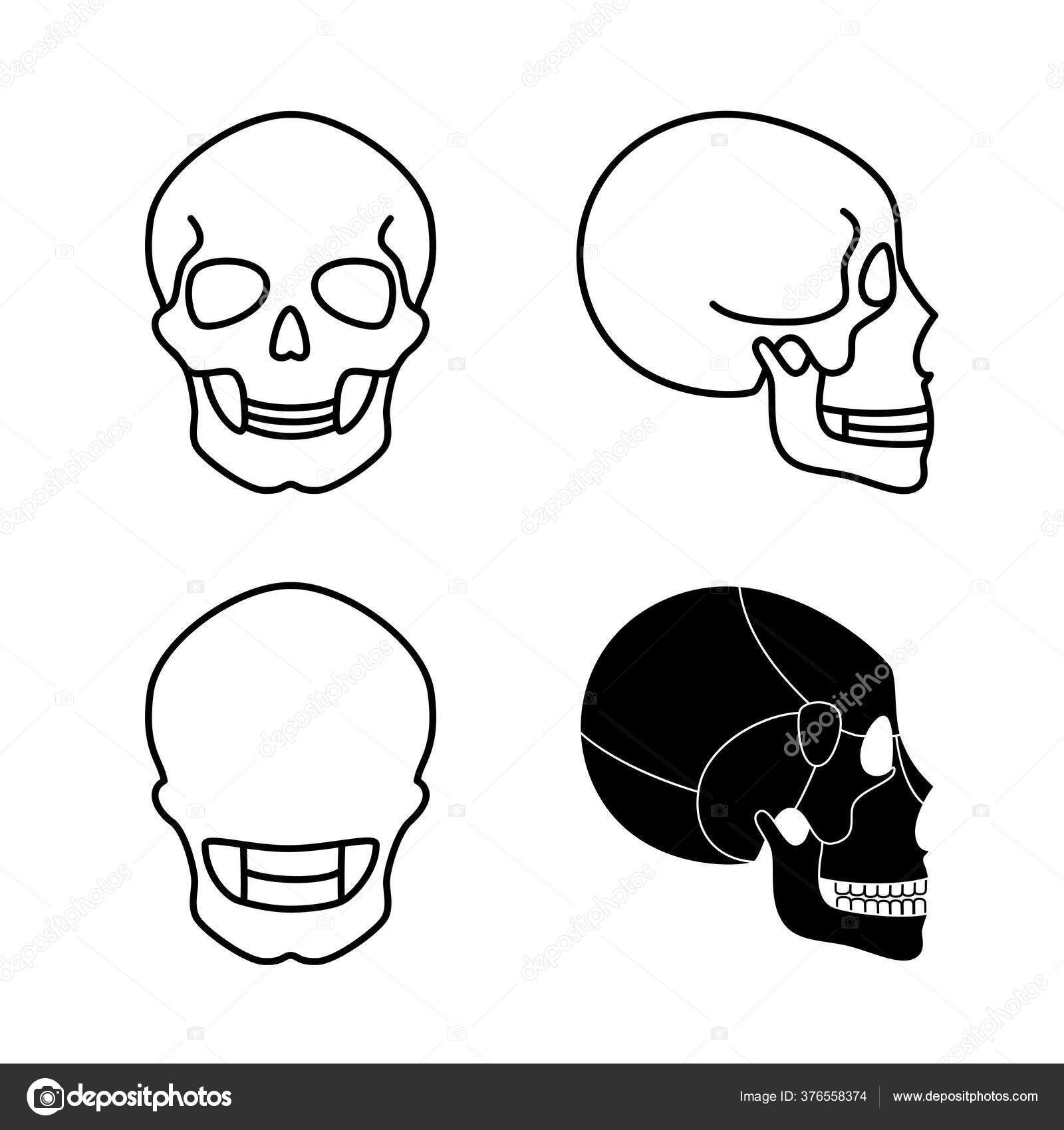 Human Skull Bones Structure Diagram Science, Vectors