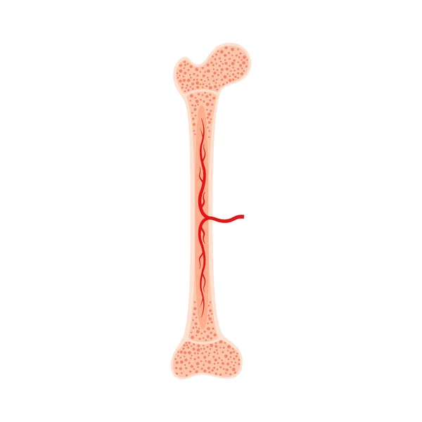 Mänskliga ben anatomi — Stock vektor
