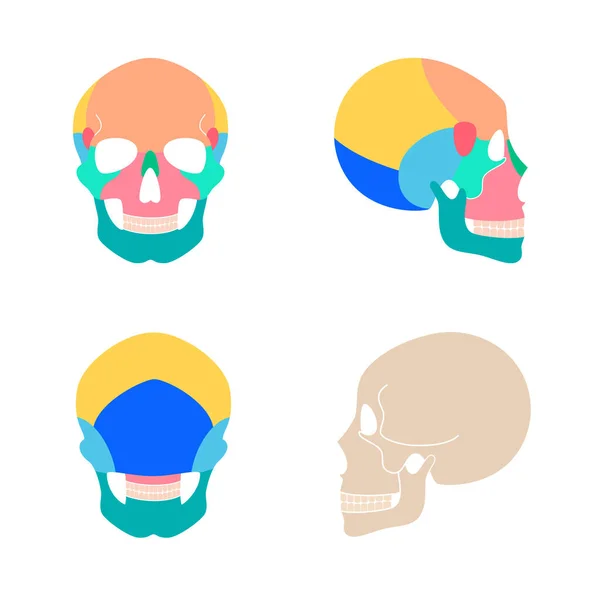 Human skull anatomy — Stock Vector