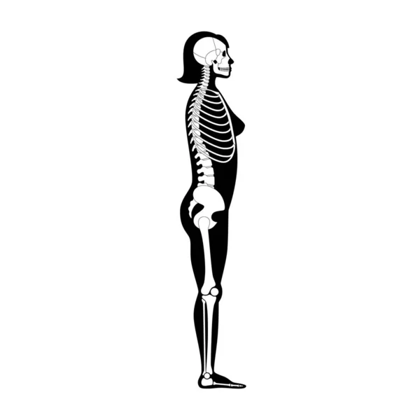Жінка скелет анатомія — стоковий вектор