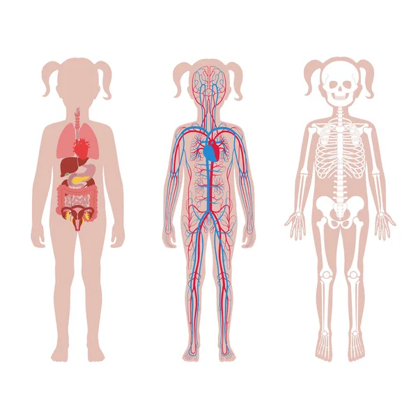 Estructura interna del cuerpo de la chica adolescente . — Archivo Imágenes Vectoriales