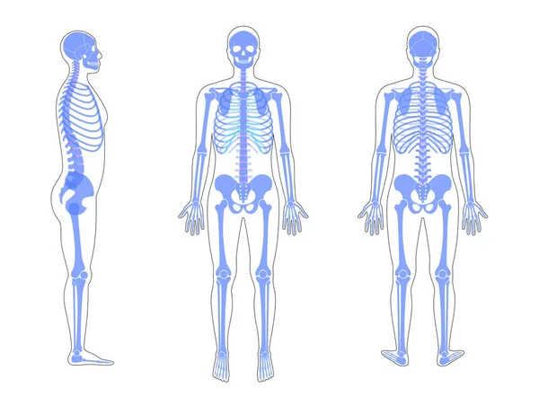 Hombre humano esqueleto anatomía — Archivo Imágenes Vectoriales