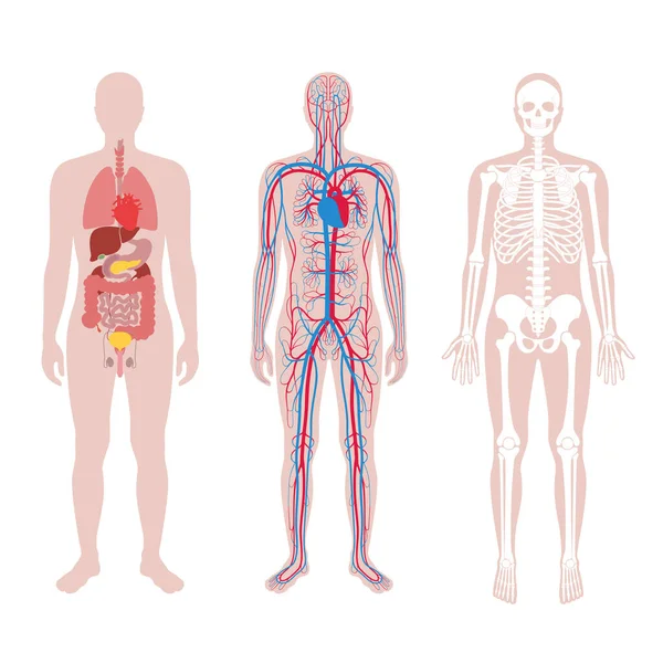 Estrutura interna do corpo humano . — Vetor de Stock