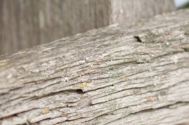 Yaşlı kereste portre