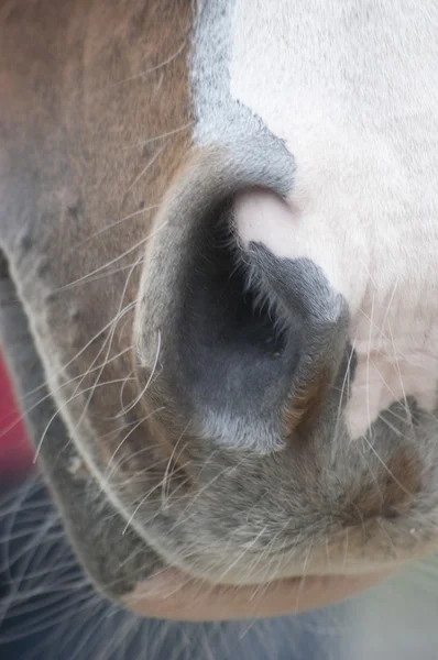 Primer plano de Pony Nose — Foto de Stock