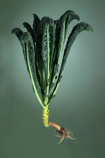 Ontwortelde Lacianto boerenkool of Cavalo Nero Plant met wortels — Stockfoto
