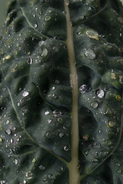 Makro skott av en Lacianto grönkål Leaf — Stockfoto