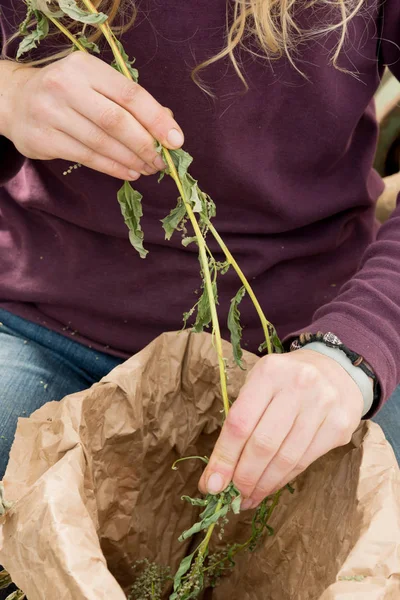 Hände pflücken biologisch angebaute Kräuter von Stängeln in Tüten — Stockfoto