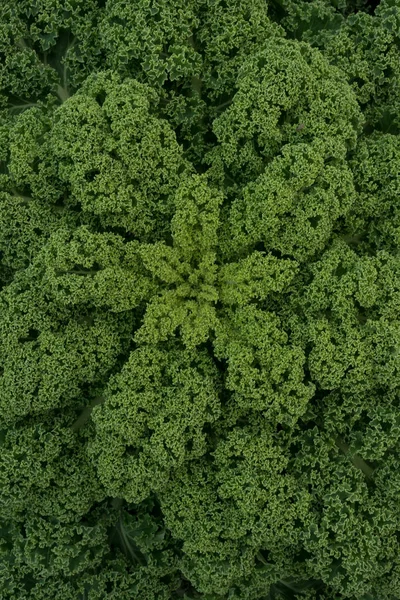 Primer plano de hojas de col rizada orgánica verde densa —  Fotos de Stock