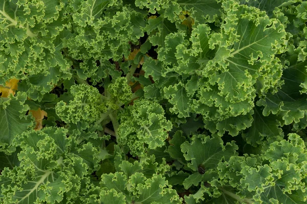 Grön KRUSKÅL lämnar — Stockfoto