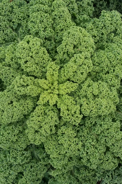 Ett överflöd av grön KRUSKÅL — Stockfoto