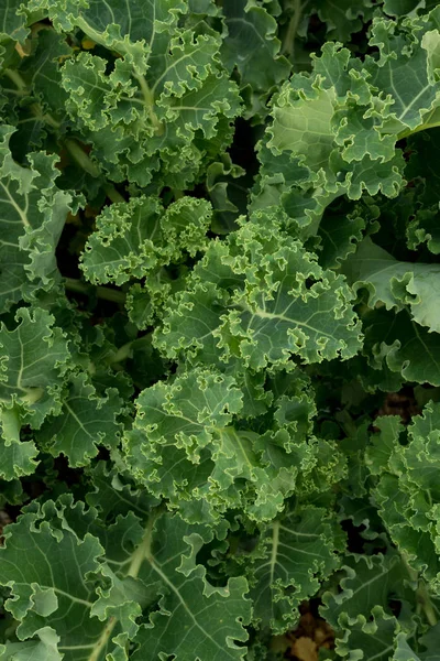 Green Curly Kale — Stock Photo, Image