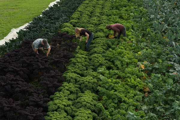 Workers bend down to tend to organic produce planted neatly in rows in a field. Green and purple kale leaves and other vegetables fill the frame, looking healthy and natural