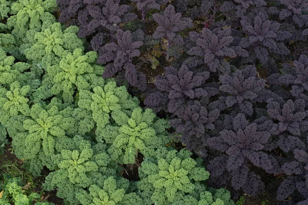 Violette und grüne Grünkohlfelder — Stockfoto