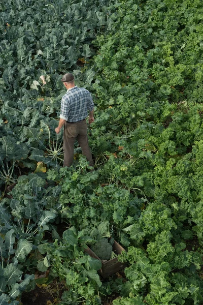 Overhead shot of a man in checked shirt  inspecting a fertile field of organic green kale and other natural produce, planted in neat rows with large healthy leaves. A wooden crate for collecting vegetables sits on the ground