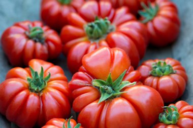 Büyük, parlak kırmızı sığır eti domates büyük bir ahşap kase içinde oturmak