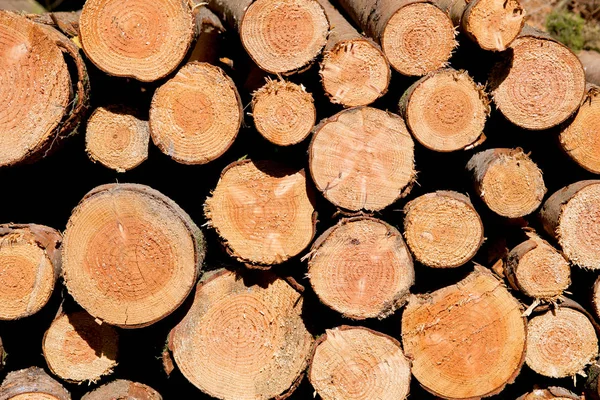 Montón de troncos de madera picada muestran sus caras anilladas — Foto de Stock