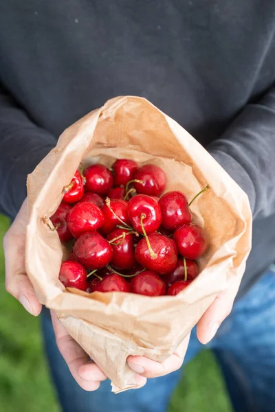 Bag of red cherries being held by a man at a local farmers market