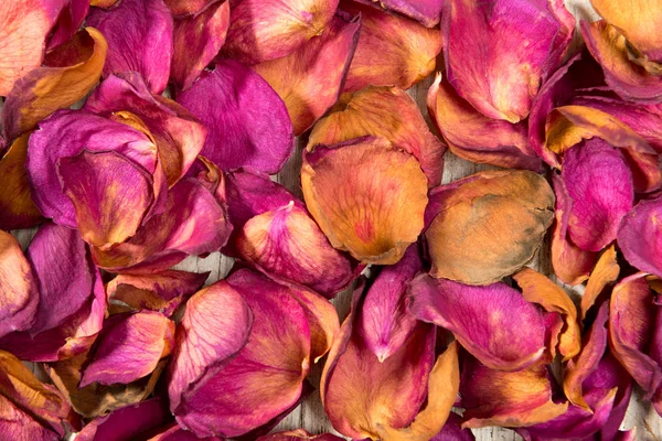 Полусушеные Красные Оранжевые Лепестки Роз Заполняют Рамку Создания Фонового Изображения — стоковое фото