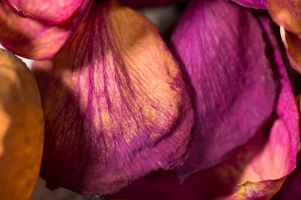 Polosuché Červené Oranžové Plátky Růžice Vyplní Rámeček Vytvoří Obraz Pozadí — Stock fotografie