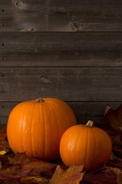 İki kabak, büyük ve küçük, ahşap panel arka plan ve kopya alanı ile kurutulmuş yaprakları üzerinde oturan