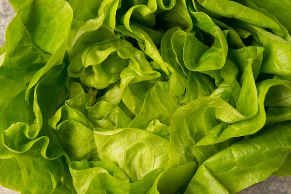 Nahaufnahme von Salatblättern — Stockfoto