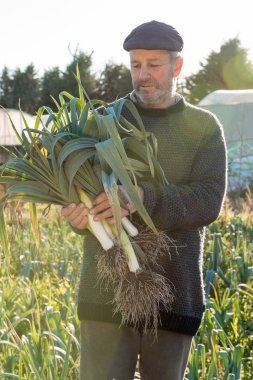 Bir avuç hasat pırasa bir grupta tutan adam